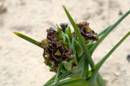 Image of Ferraria foliosa G. J. Lewis