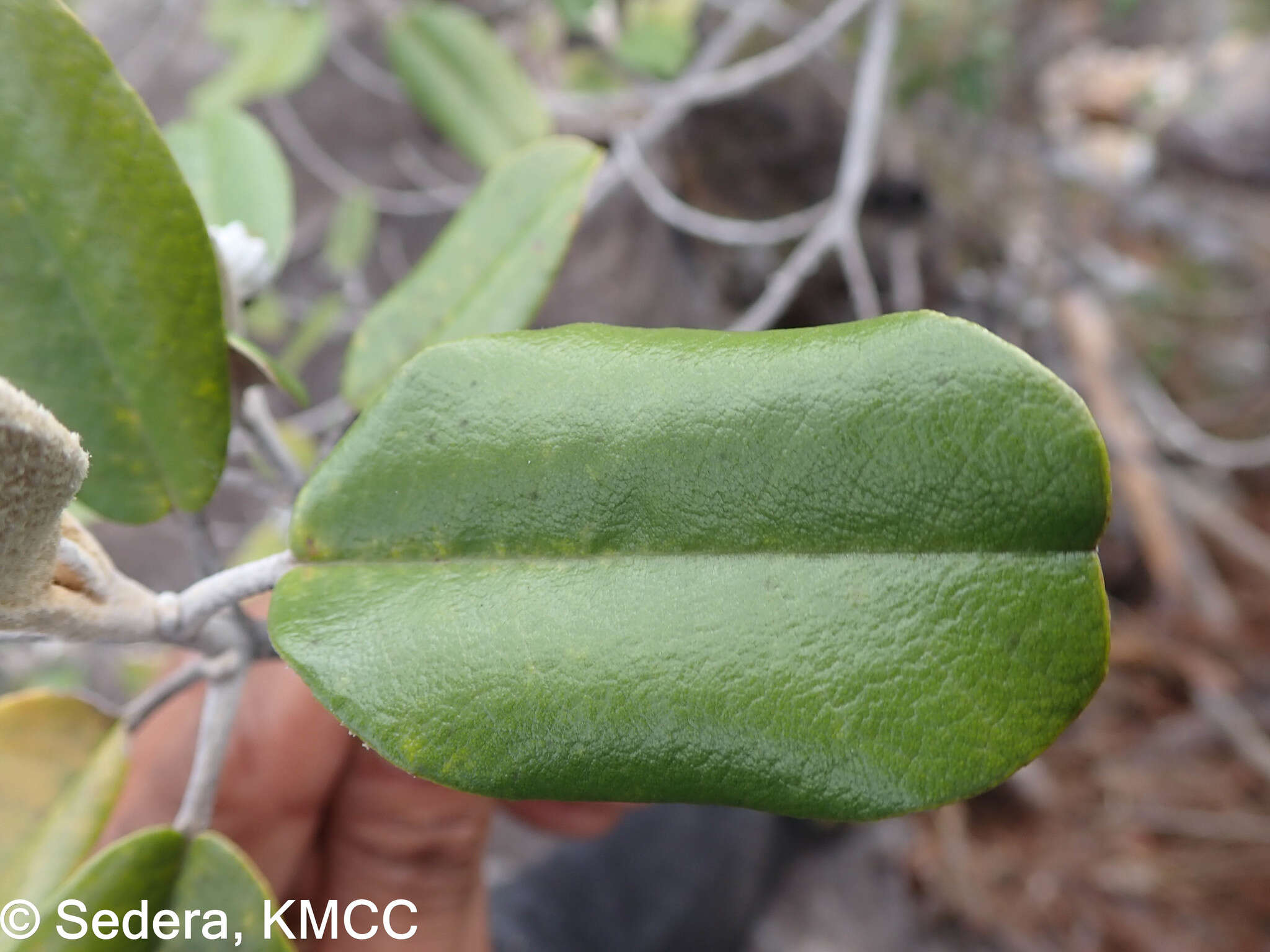 Image of Vitex betsiliensis Humbert