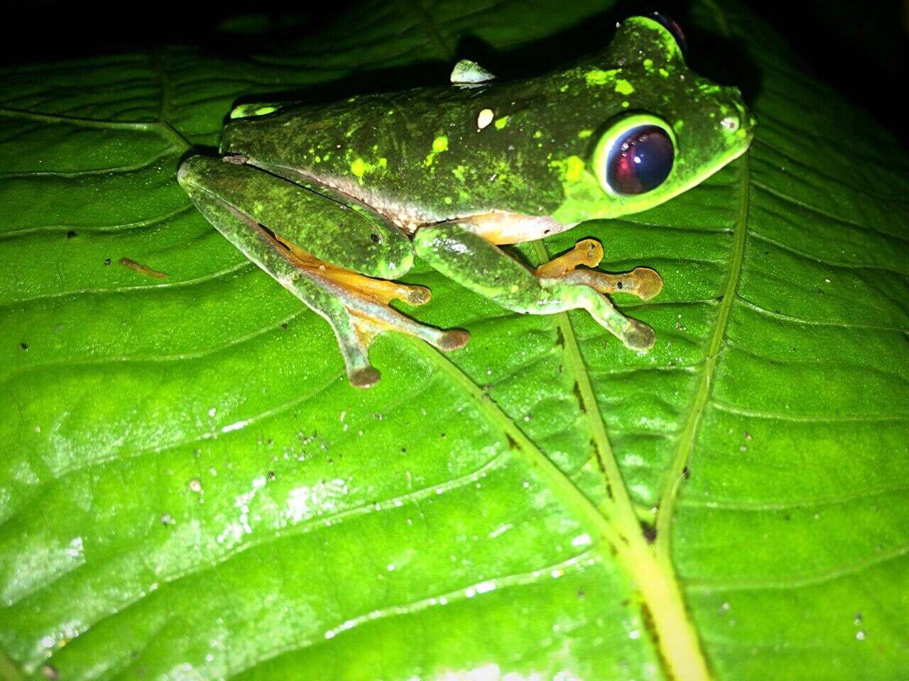 Image of Agalychnis terranova Rivera-Correa, Duarte-Cubides, Rueda-Almonacid & Daza-R. 2013