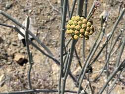 Image de Asclepias masonii R. E. Woodson