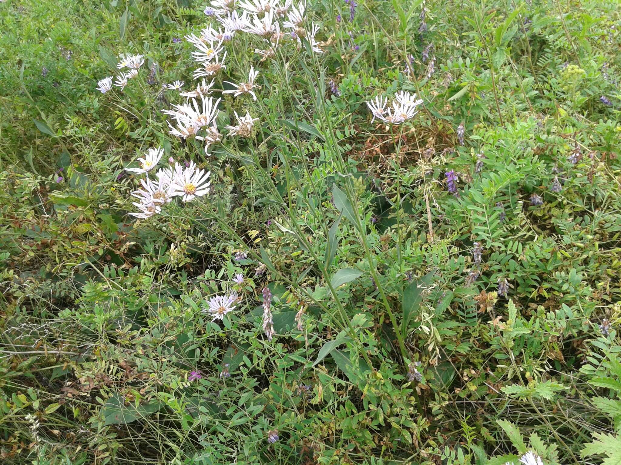 Image of Tatarian aster