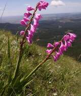 Imagem de Watsonia amatolae Goldblatt