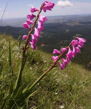 Sivun Watsonia amatolae Goldblatt kuva