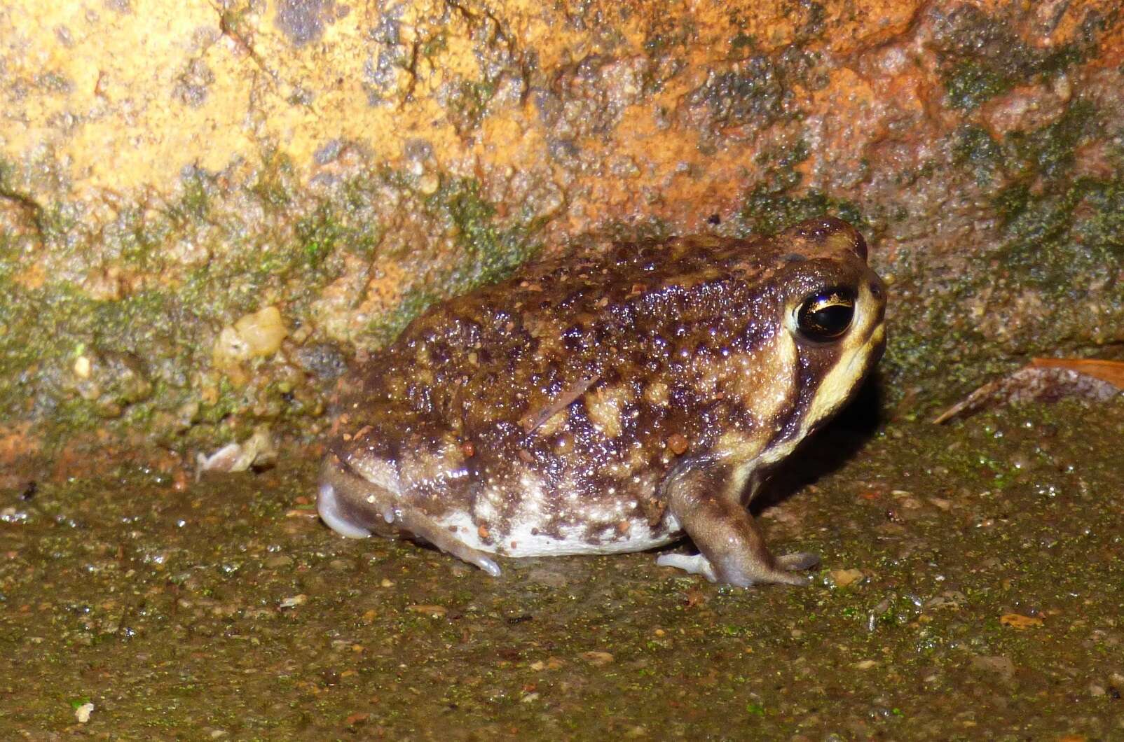 Image of Common Rain Frog