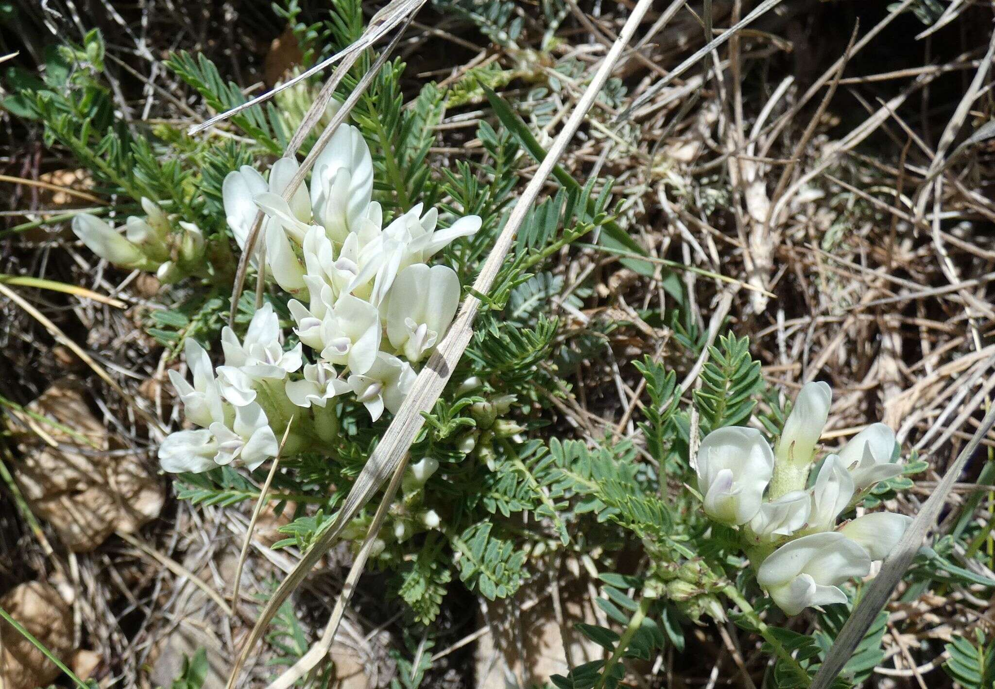 Image of Astragalus angustifolius Lam.