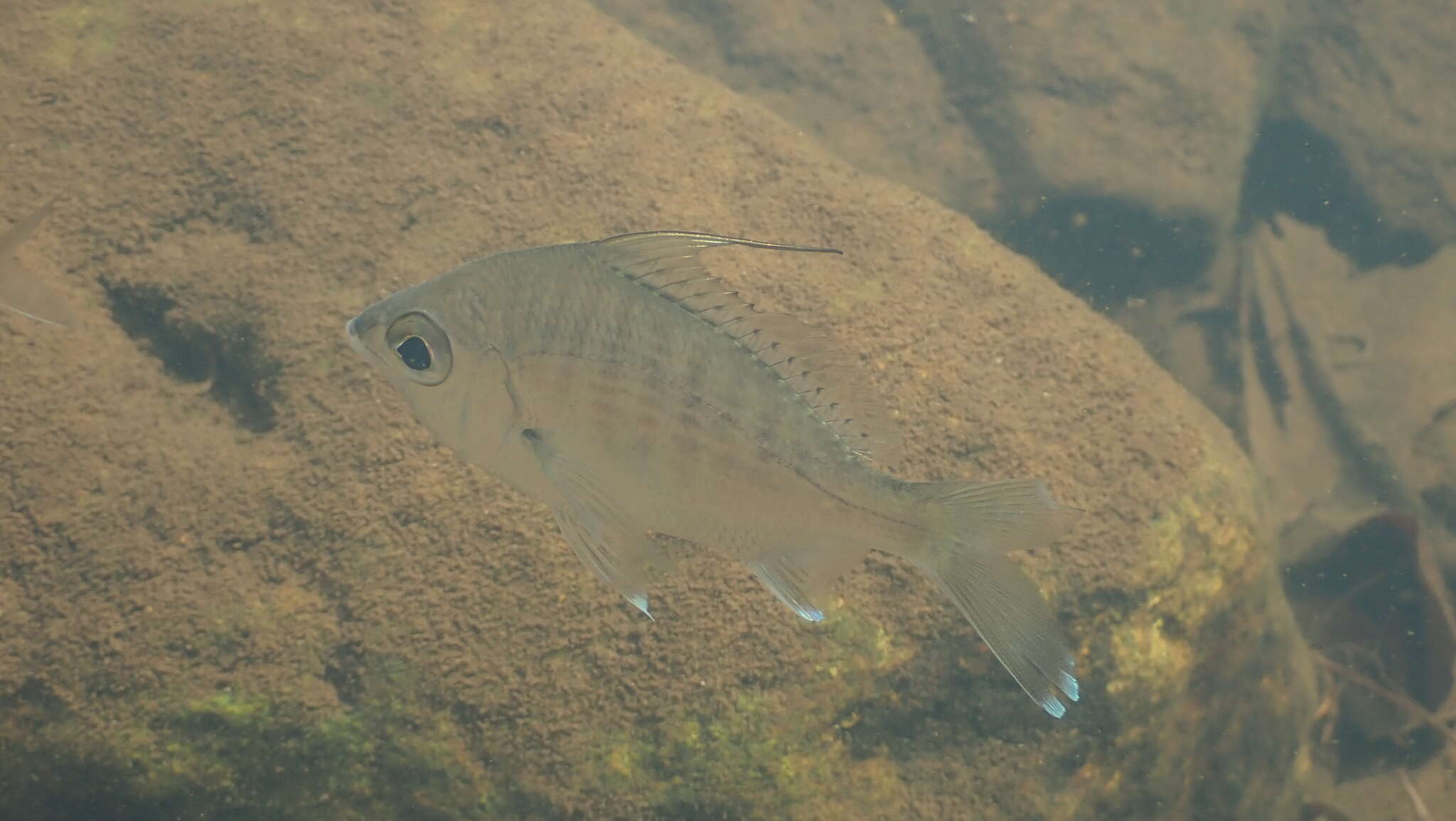 Image of Flagfin Mojarra