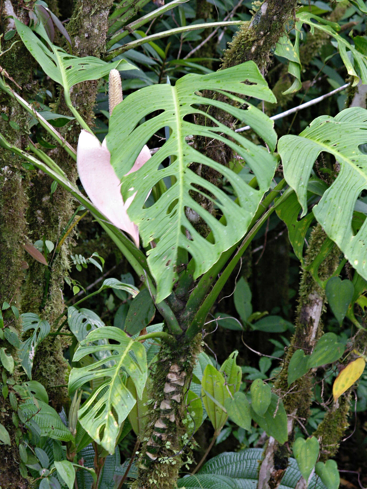 Image of Monstera oreophila Madison