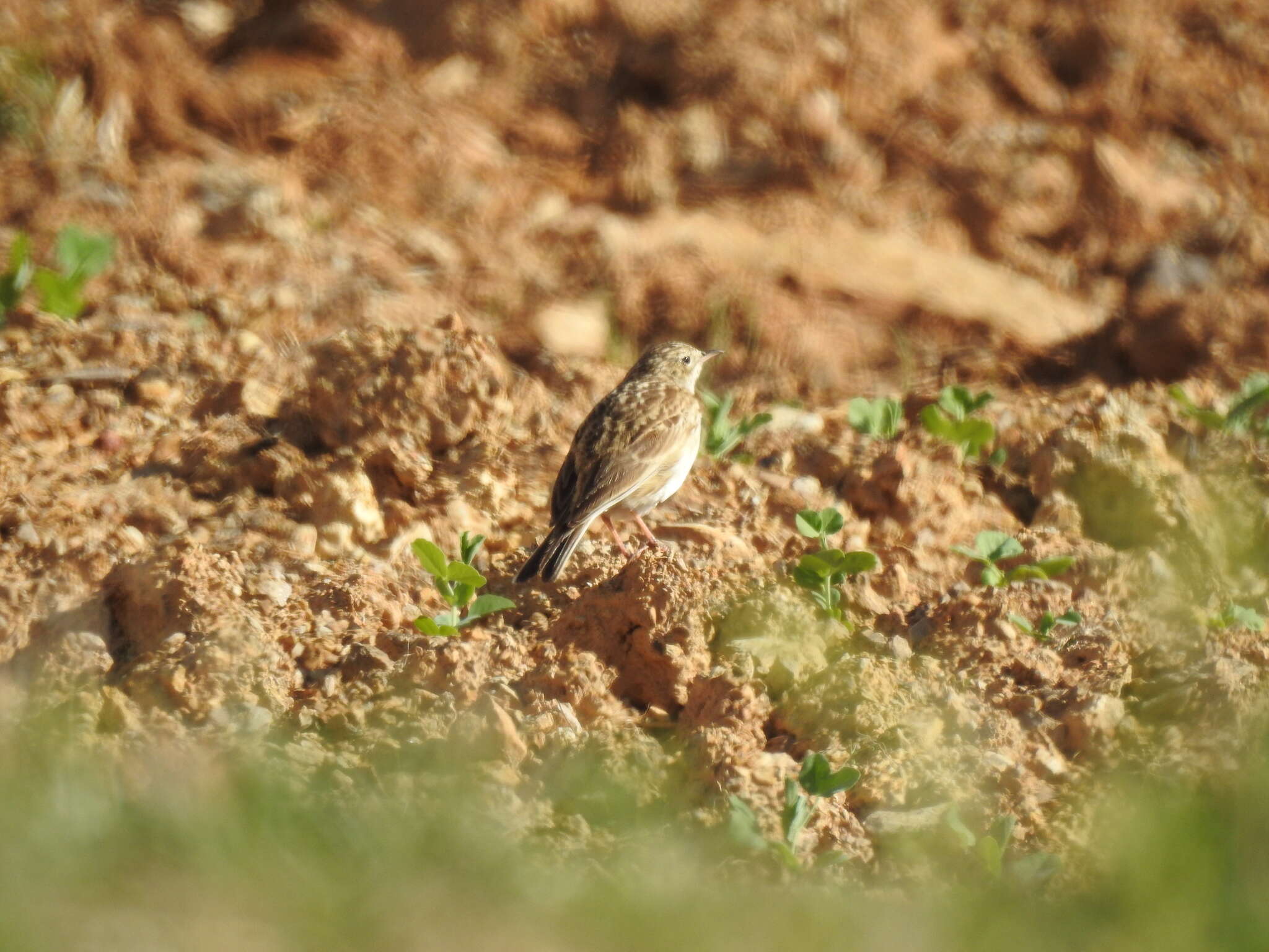 Image of Puna Pipit