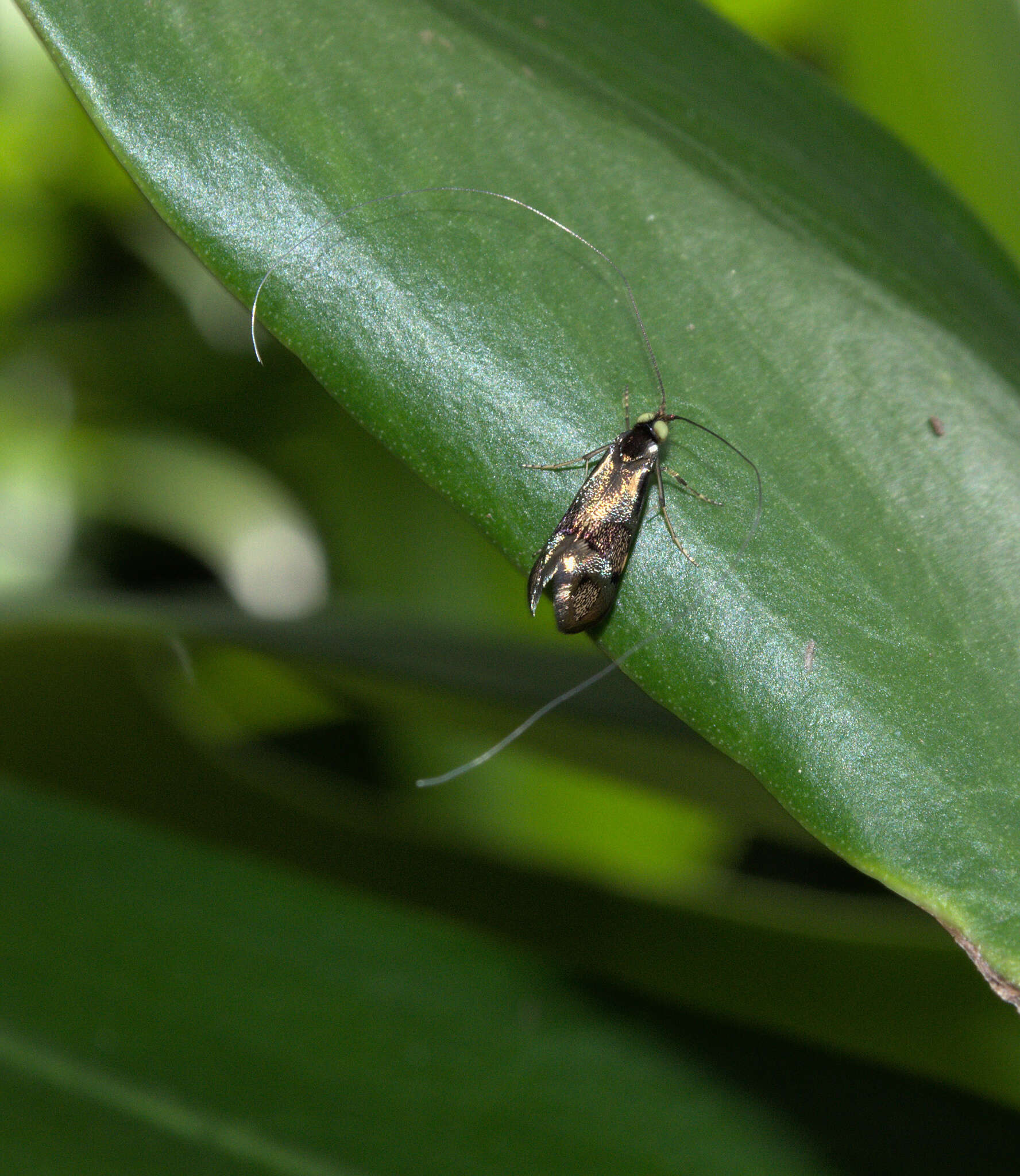 Image of Nemophora topazias Meyrick 1892