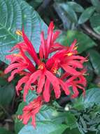 Pachystachys coccinea (Aubl.) Nees resmi