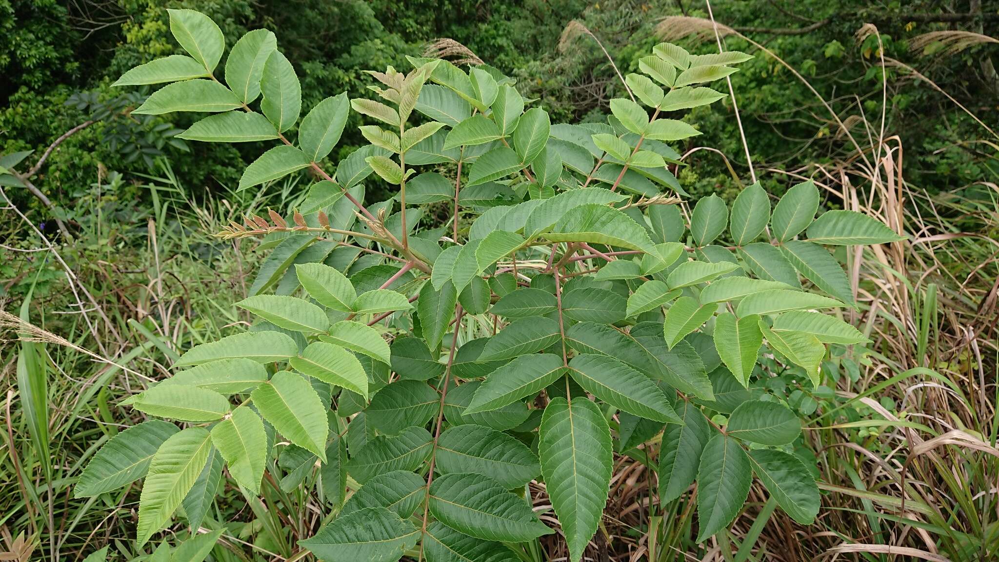 Слика од Rhus chinensis var. roxburghii (DC.) Rehd.