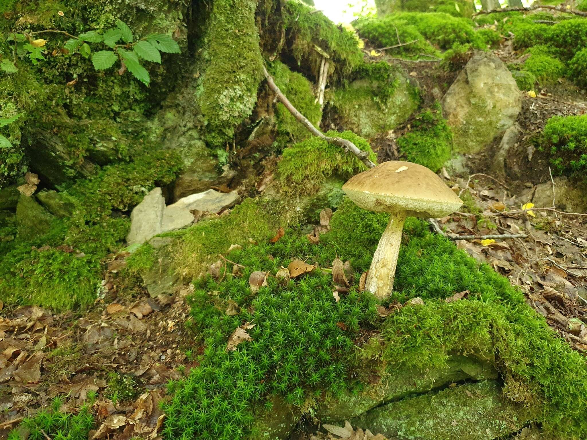 Image of Leccinellum pseudoscabrum (Kallenb.) Mikšík 2017