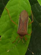 صورة Anasa varicornis (Westwood 1842)