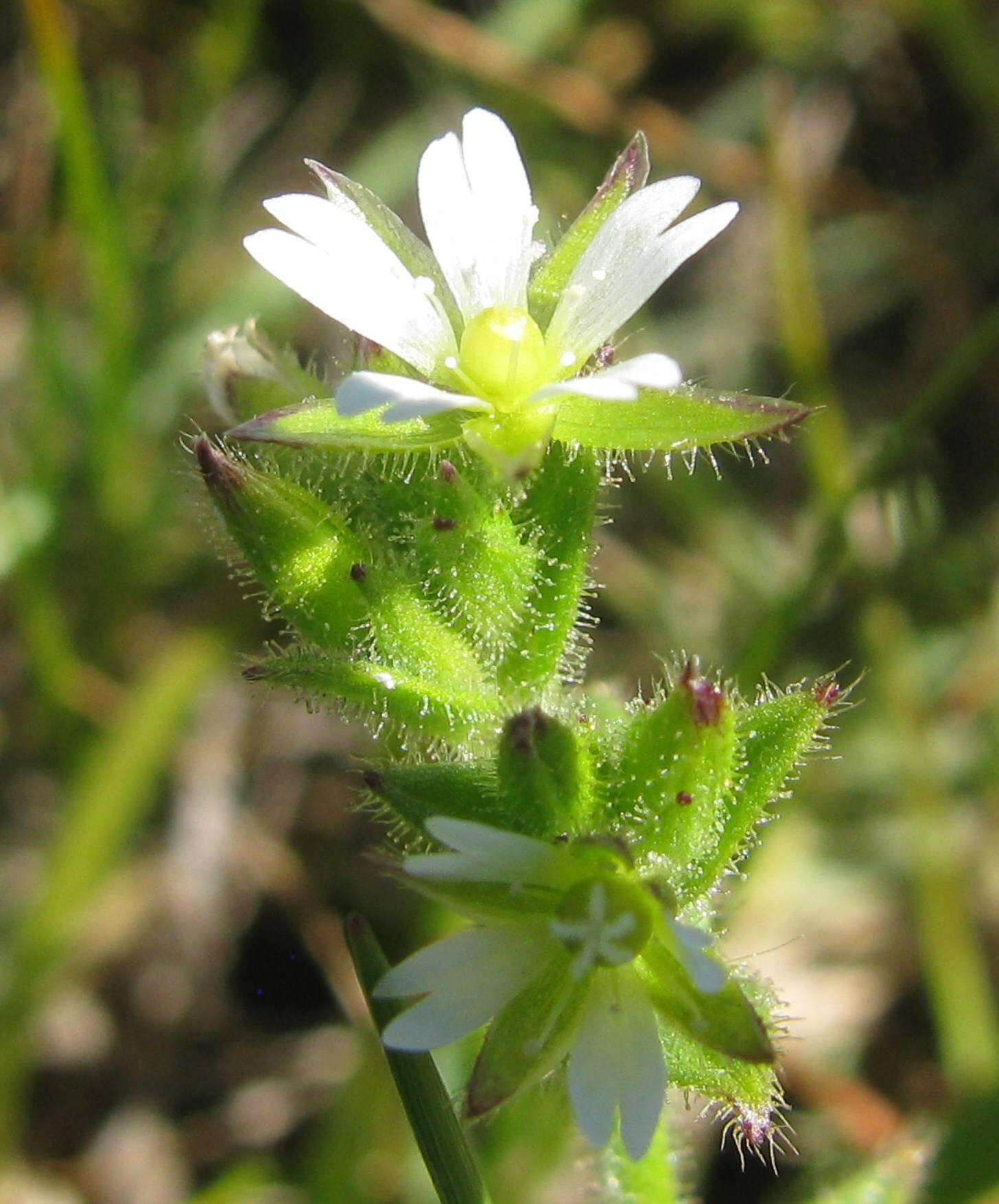 Plancia ëd Cerastium capense Sond.