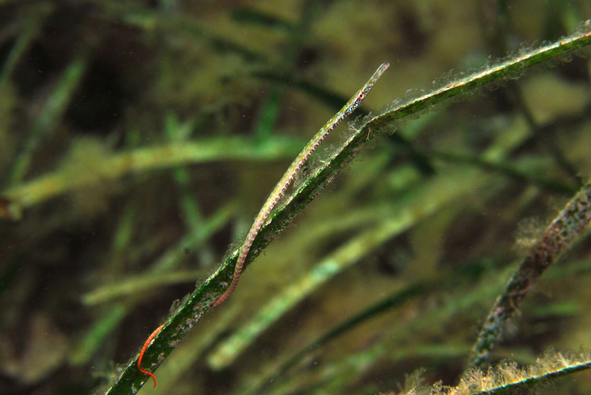 Image of Southern Gulf pipefish