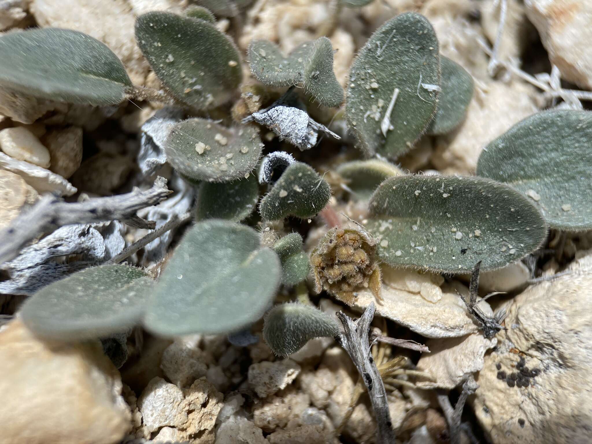 Image of Coville's dwarf sand verbena