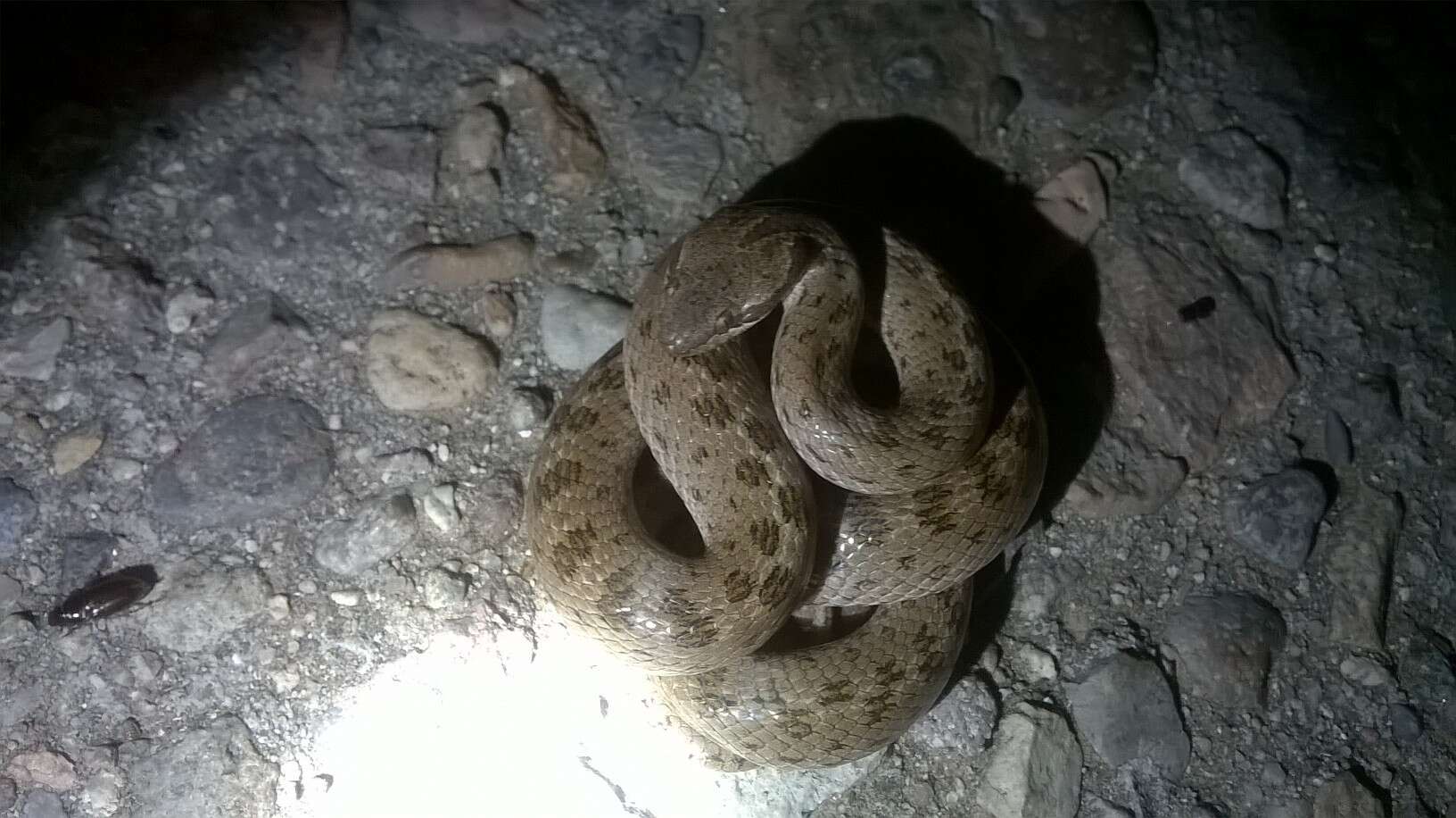 Image of Desert Night Snake