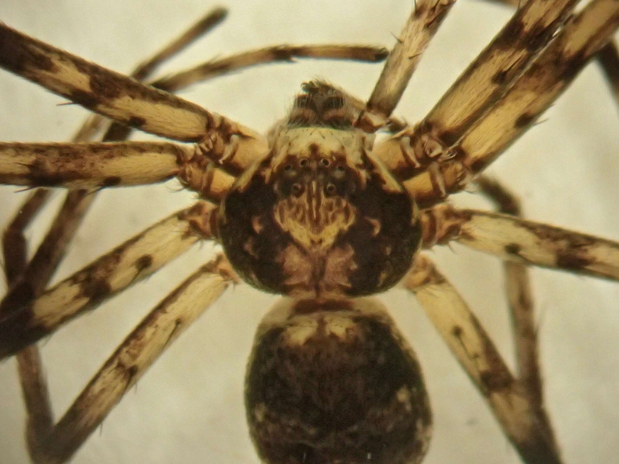 Image of Philodromus buxi Simon 1884