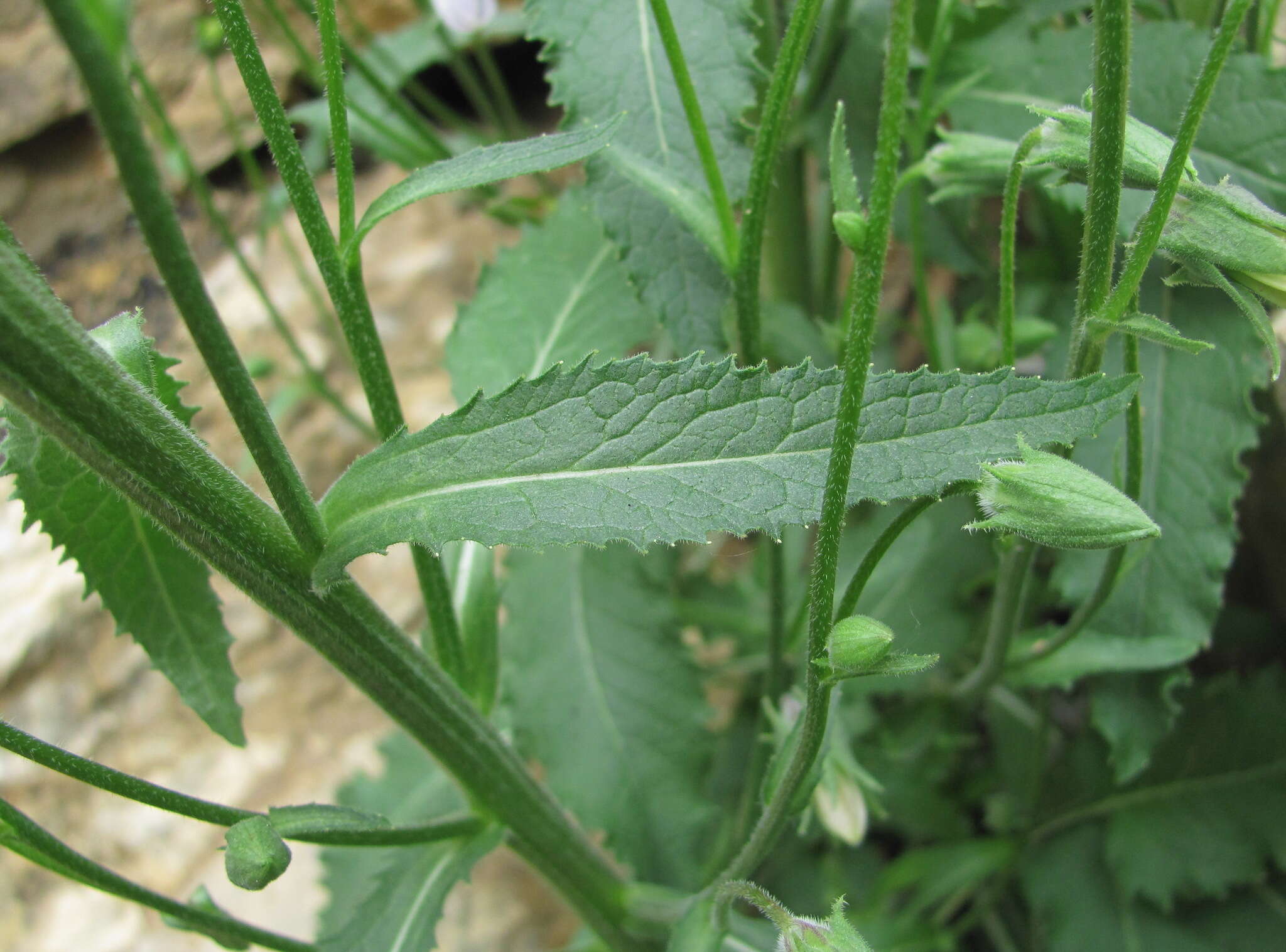 Image of Campanula sarmatica Ker Gawl.