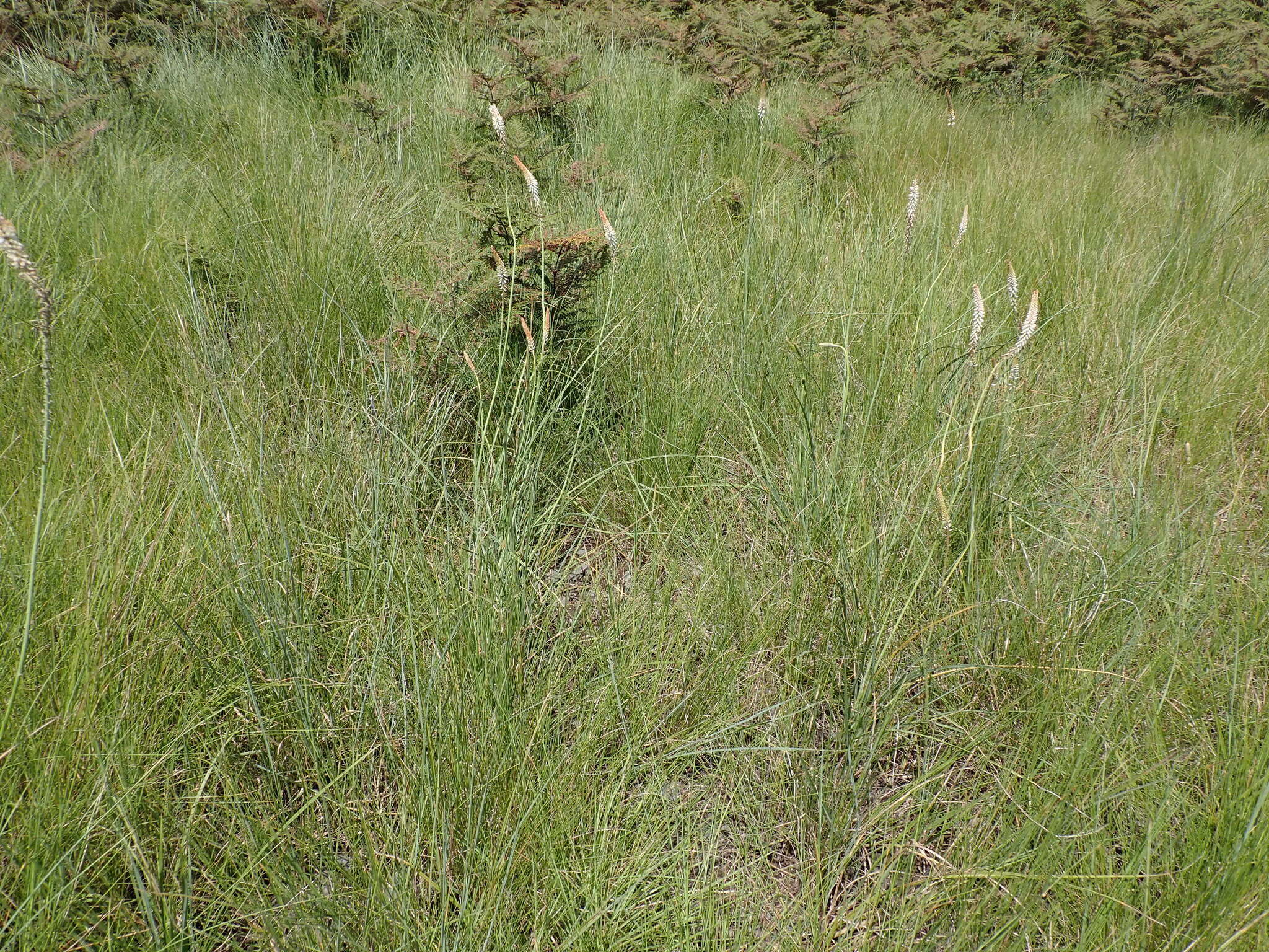 Image of Kniphofia buchananii Baker