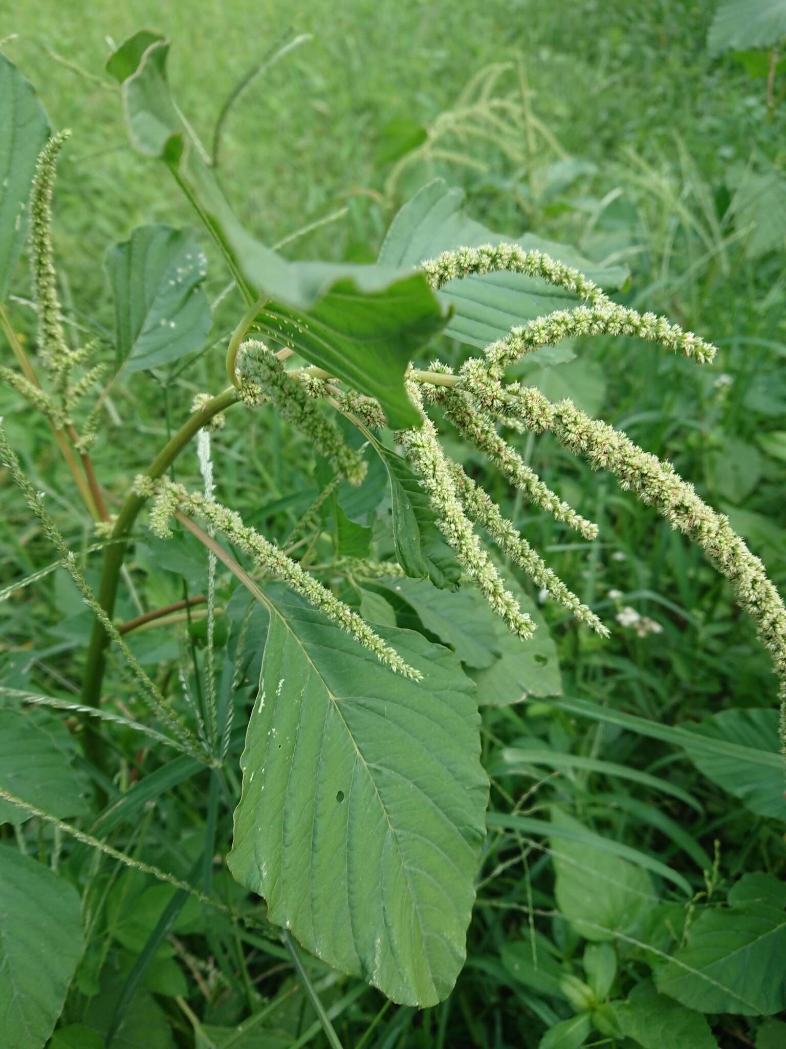 Imagem de Amaranthus viridis L.