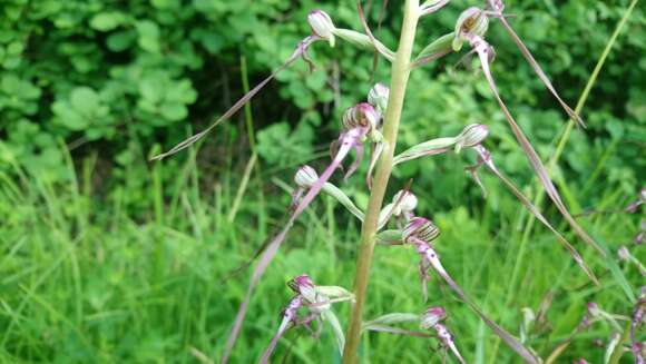 Himantoglossum adriaticum H. Baumann resmi