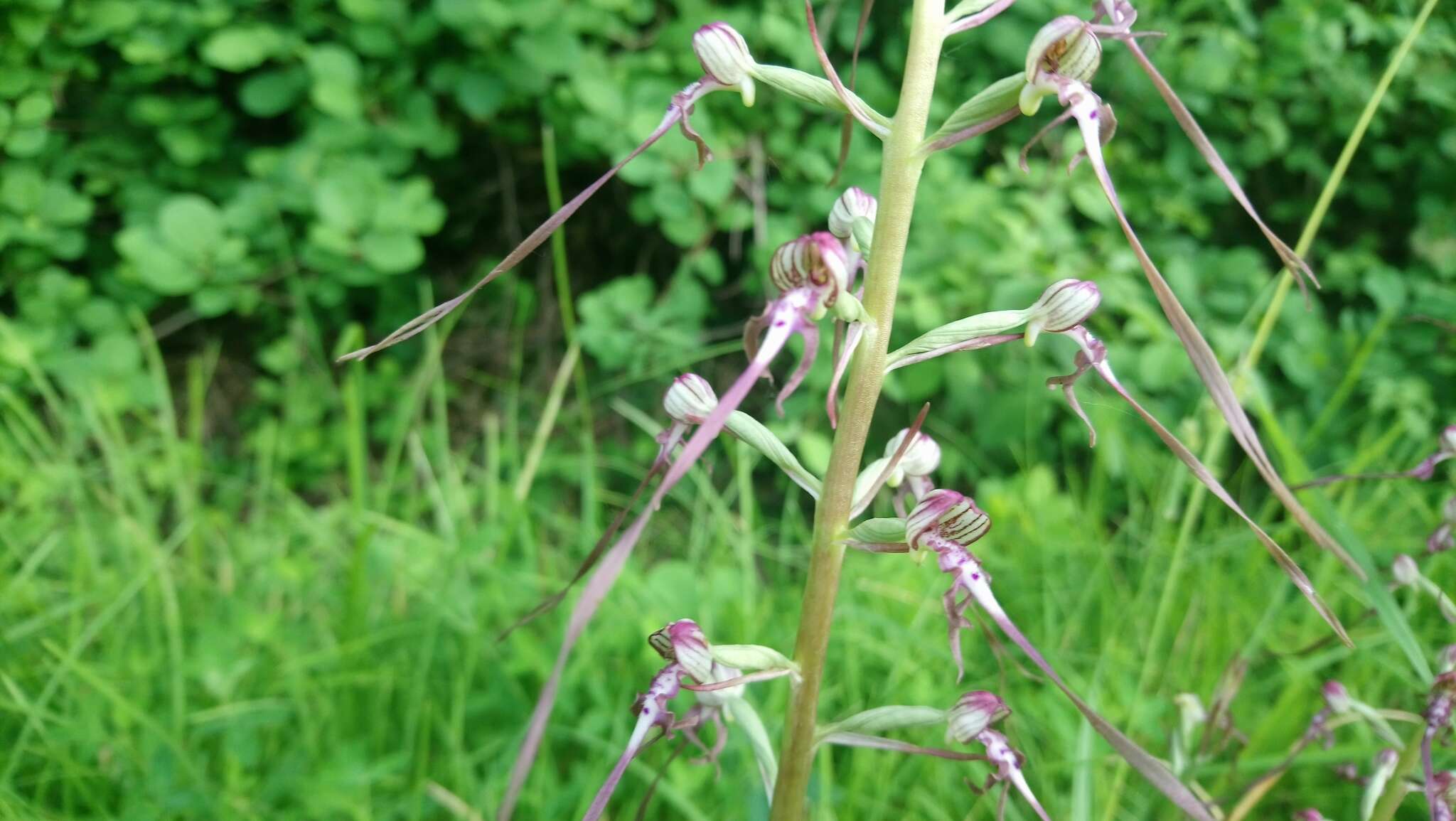 Himantoglossum adriaticum H. Baumann resmi