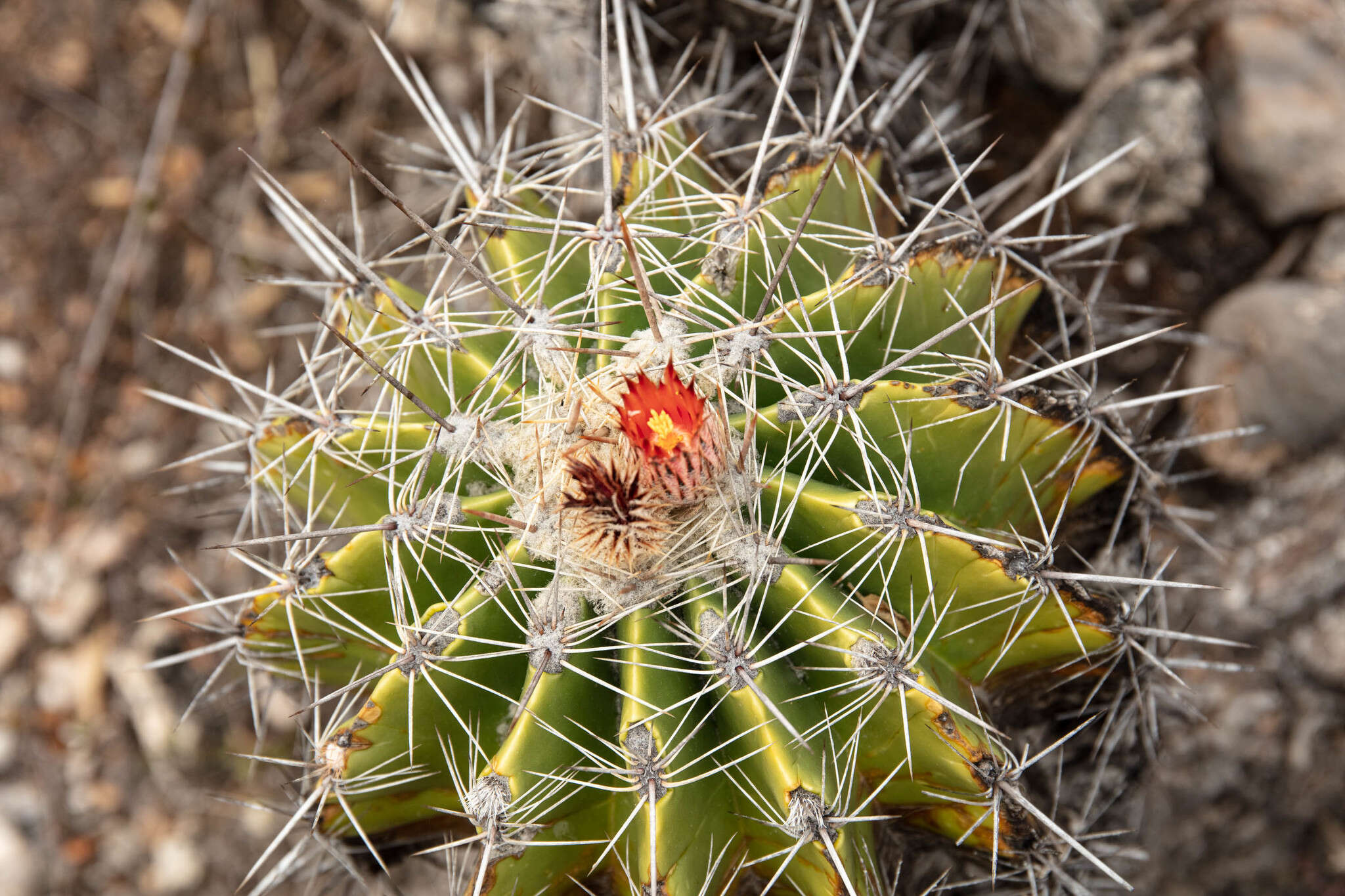 Image of Ferocactus flavovirens (Scheidw.) Britton & Rose