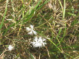 Image of Dianthus superbus subsp. stenocalyx (Trautv.) Kleopow