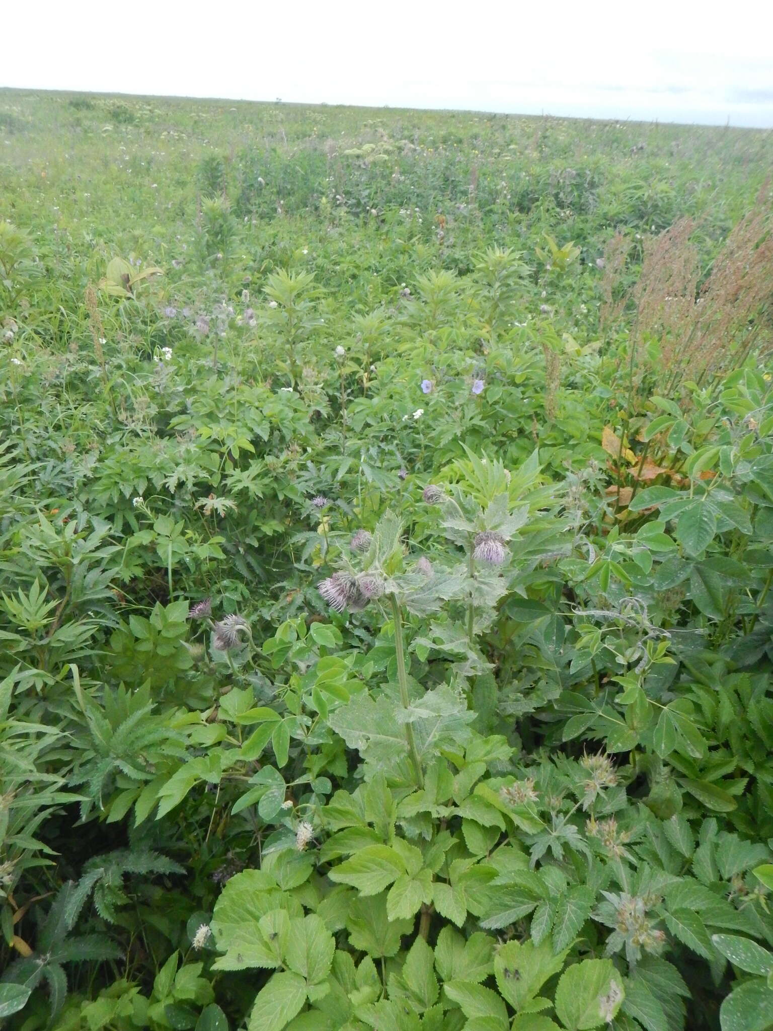 Imagem de Cirsium kamtschaticum Ledeb. ex DC.