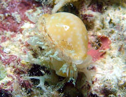 Image of Cryptocypraea Meyer 2003