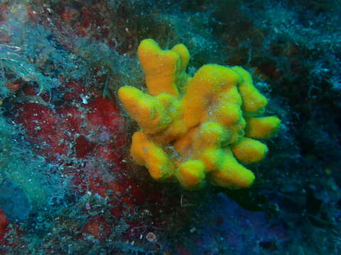 Image of Mediterranean mermaid's glove