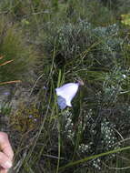 Image of Gladiolus bullatus Thunb. ex G. J. Lewis