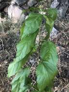 Imagem de Acalypha pubiflora (Klotzsch) Baill.