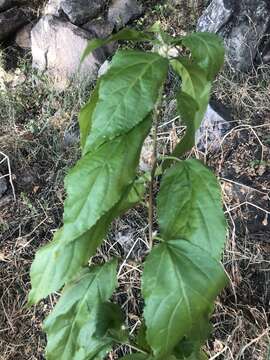 Imagem de Acalypha pubiflora (Klotzsch) Baill.