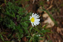 Image of Anthemis chia L.