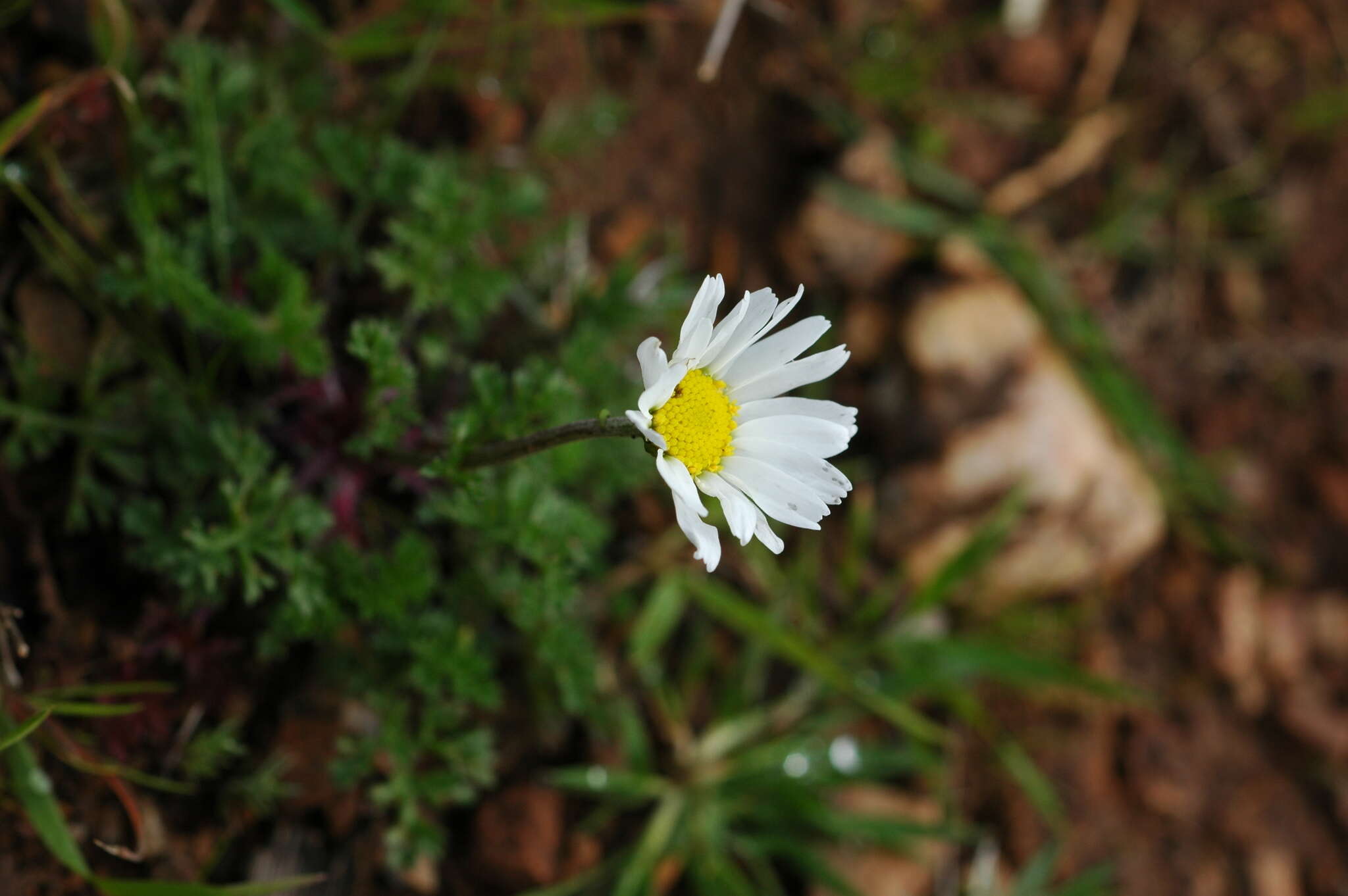 Image of Anthemis chia L.