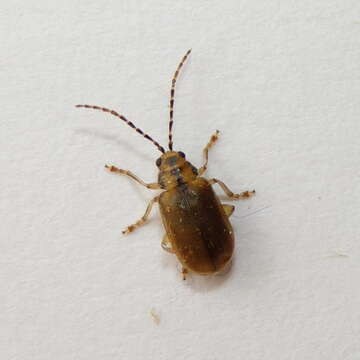 Image of Viburnum leaf beetle