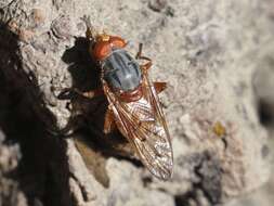 Image de Brachyopa maculipennis Thompson 1980