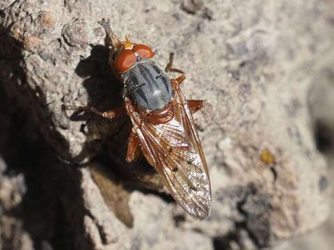 Image of Brachyopa maculipennis Thompson 1980