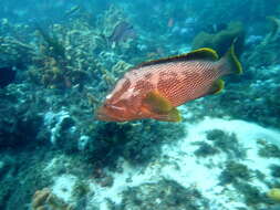 Epinephelus undulatostriatus (Peters 1866)的圖片