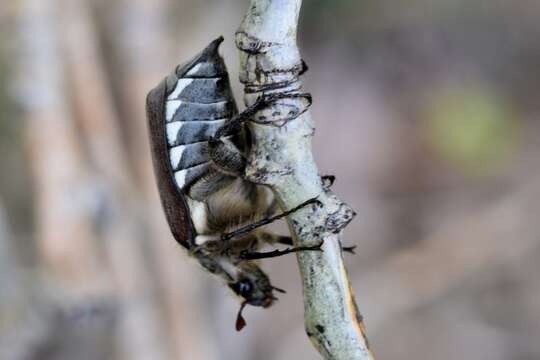 Image of chestnut cockchafer