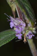 Image of Cunila lythrifolia Benth.