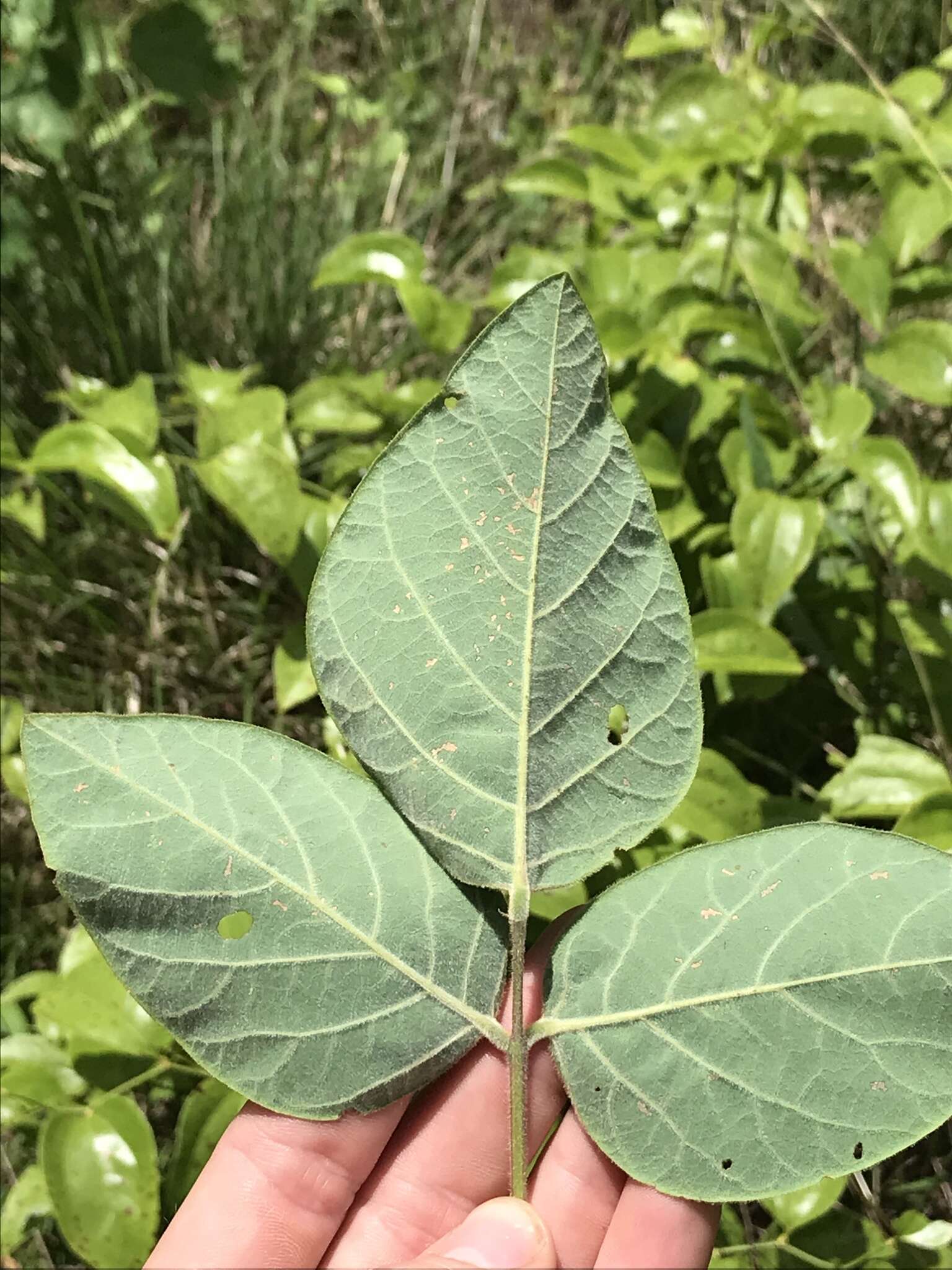 Image of velvetleaf ticktrefoil