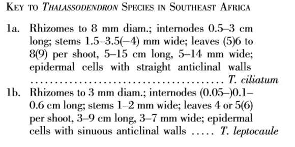 Imagem de Thalassodendron leptocaule Maria C. Duarte, Bandeira & Romeiras