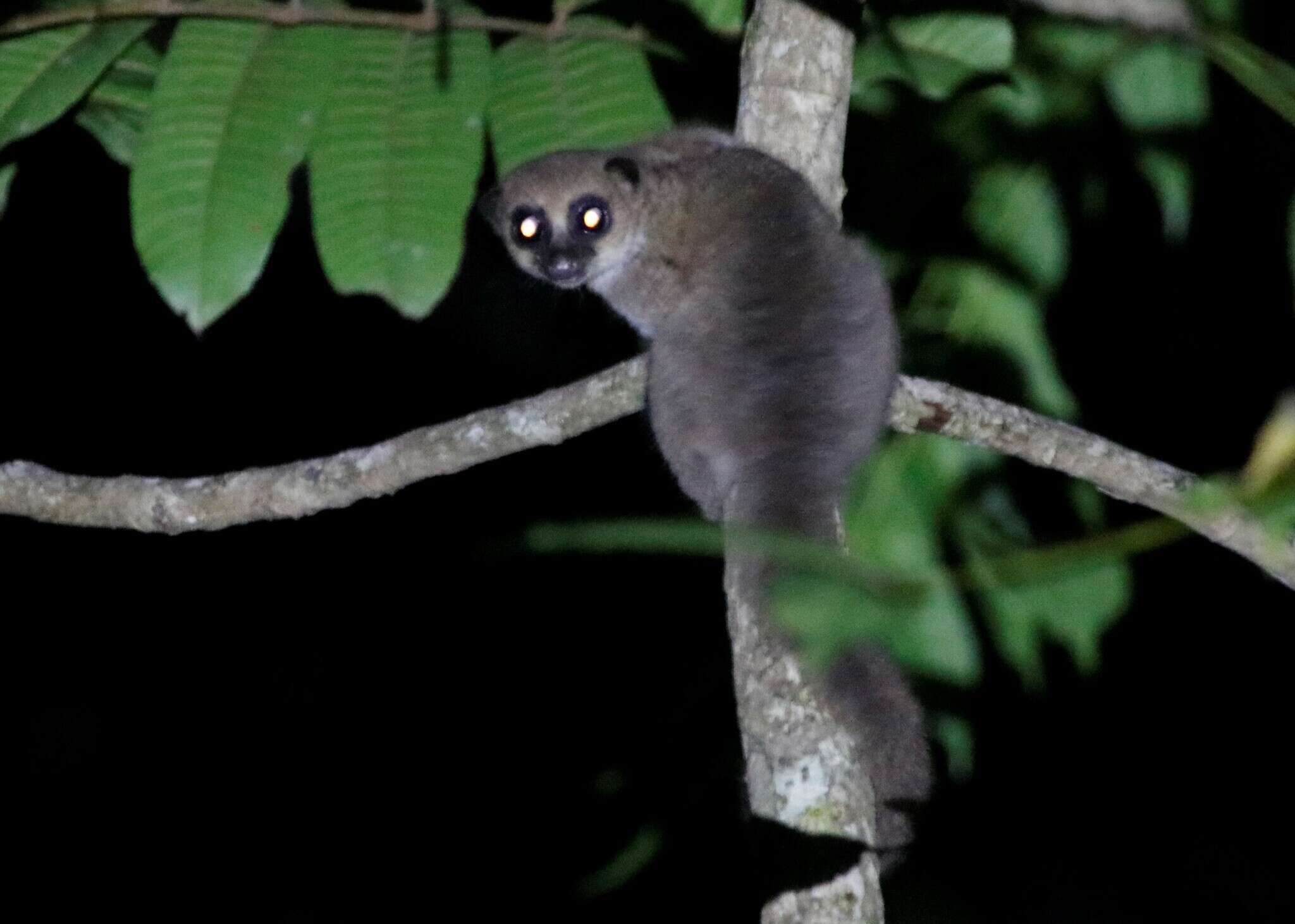 Image of Dwarf lemur
