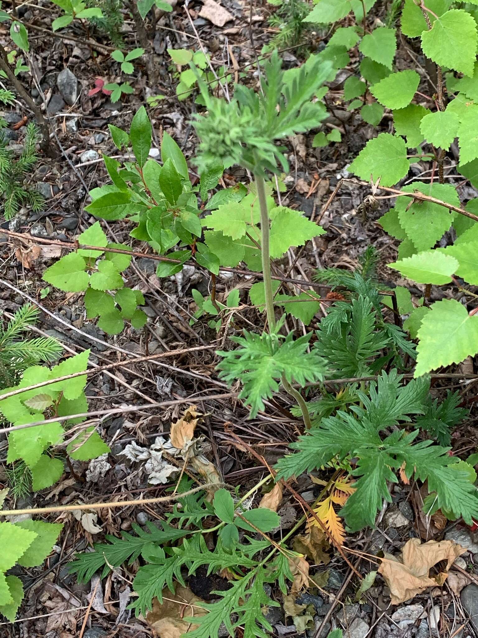 Image de Potentilla pensylvanica L.