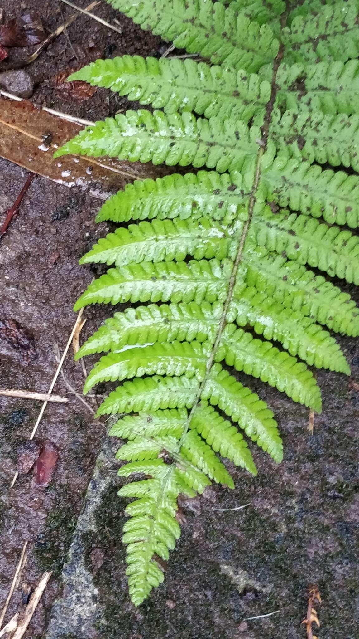 Image of Stegnogramma pozoi (Lag.) Iwatsuki