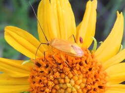 Image of Calocoris texanus Knight 1942