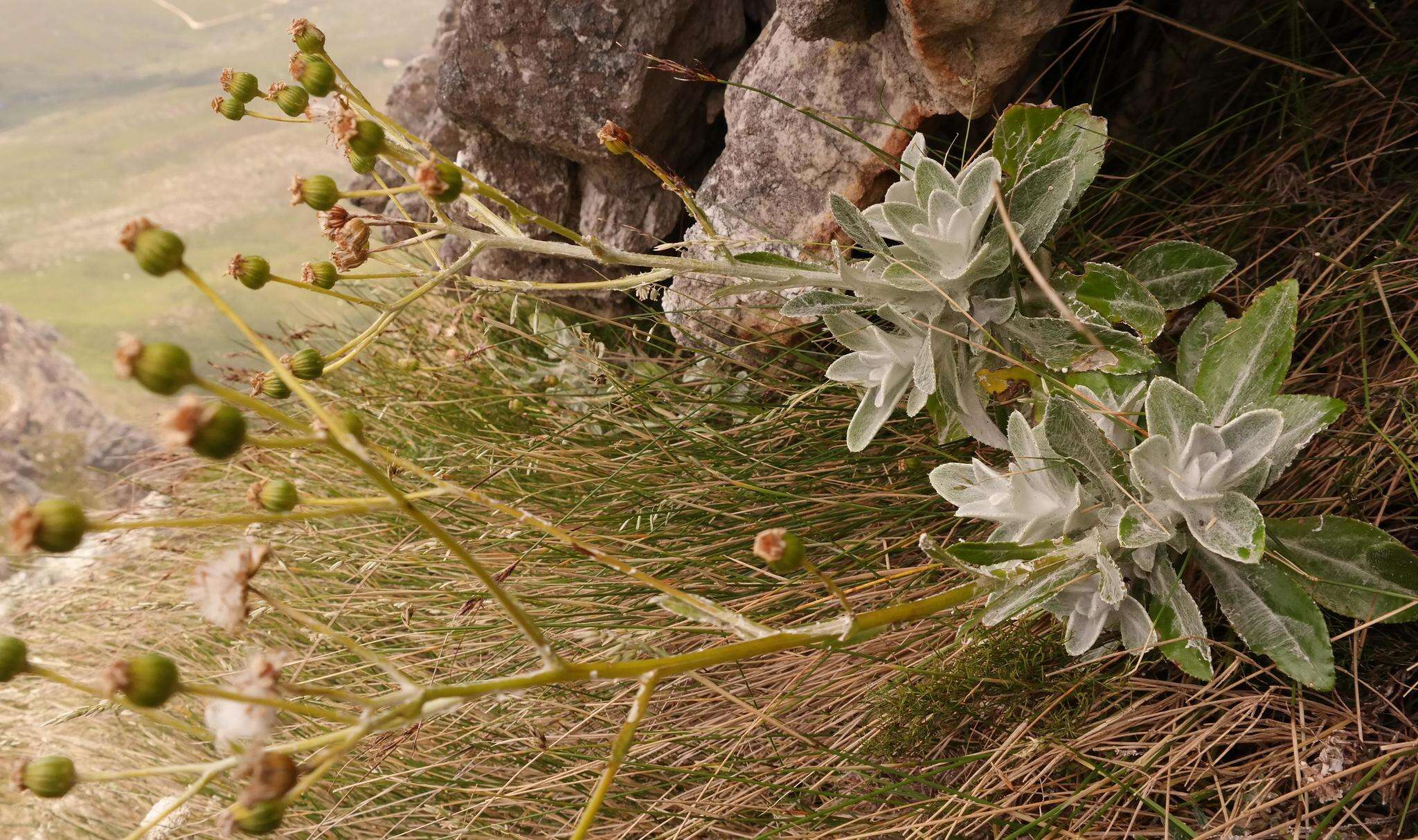 Image of Oresbia heterocarpa Cron & B. Nord.